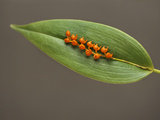 Orchid  Dendrochilum Tenellum  Private Collection