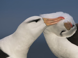 Black-Browed Albatrosses Courting  Thalassarche Melanophrys  Steeple Jason  Falkland Islands