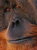 Bornean Orangutan  Pongo Pygmaeus  Sabah  Borneo