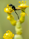Ant  Camponotus Sp  on Euphorbia Flower  Richtersveld National Park  South Africa