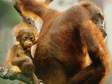 Bornean Orangutan Mother and Young  Pongo Pygmaeus  Sepilok Reserve  Sabah  Borneo