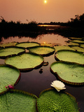 Giant Water Lilies at Sunset  Victoria Regia  Paraguay River  Pantanal  Brazil