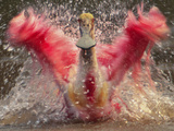 Roseate Spoonbill Bathing  Platalea Ajaja  Pantanal  Brazil