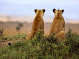 Lionesses Watching for Prey  Panthera Leo  Masai Mara Reserve  Kenya