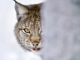 Eurasian Lynx Hiding Behind Tree  Lynx Lynx  Finland