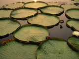 Giant Water Lilies  Victoria Regia  Paraguay River  Pantanal  Brazil
