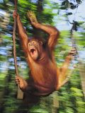Orangutan Juvenile Swinging  Pongo Pygmaeus  Sepilok Reserve  Sabah  Borneo