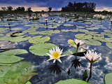 Water Lilies in Lagoon  Okavango Delta  Botswana