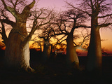 Baobabs at Sunset  Adansonia Digitata  Makgadikgadi Pans  Botswana