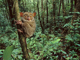 Western Tarsier Clinging to Tree  Tarsius Bancanus  Sabah  Borneo