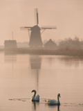 Swans and Windmill  Texel  Netherlands