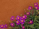 Wildflowers  Central Desert  Australia