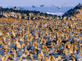 Cape Gannet Colony  Morus Capensis  Lambert's Bay  South Africa