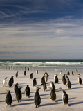 Gentoo Penguins on Beach  Pygoscelis Papua  Falkland Islands