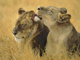 Lionesses Grooming  Panthera Leo  Chobe National Park  Botswana