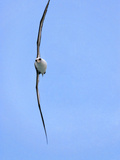 Laysan Albatross Flying in Storm Wind  Phoebastria Immutabilis  Hawaiian Leeward Islands