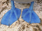 Blue-Footed Booby Feet  Sula Nebouxii  Galapagos Islands