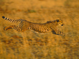 Cheetah Running  Acinonyx Jubatus  Namibia