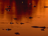 Yacare Caimans at Twilight  Caiman Yacare  Pantanal  Brazil