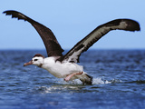 Laysan Albatross Juvenile Taking Off from Water  Phoebastria Immutabilis  Hawaiian Leeward Islands