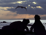 Marine Iguanas  Amblyrhynchus Cristatus  and Brown Pelican  Pelecanus Occidentalis  Galapagos Is