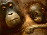 Bornean Orangutan Mother and Baby  Pongo Pygmaeus  Sepilok Reserve  Sabah  Borneo