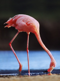 Greater Flamingo Foraging  Phoenicopterus Roseus  Galapagos Islands