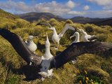 Southern Royal Albatrosses Courting  Diomedea Epomophora  Campbell Island  New Zealand