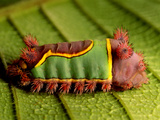 Saddleback Caterpillar  Archaria Sp  Cockscomb Basin  Belize