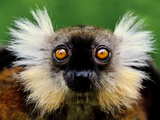 Female Black Lemur  Eulemur Macaco Macaco  Madagascar