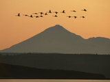 Whistling Swans Flying Near Mt Shasta  Cygnus Columbianus  Klamath Basin Nat'l Wildlife Refuge  CA
