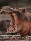 Hippo Threatening  Hippopotamus Amphibius  Okavango Delta  Botswana