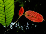 New Leaf Lacking Chlorophyll Shows Red  Sabah  Borneo