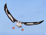 Laysan Albatross Landing  Phoebastria Immutabilis  Hawaiian Leeward Islands