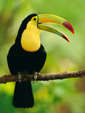 Keel-Billed Toucan  Ramphastos Sulfuratus  Belize