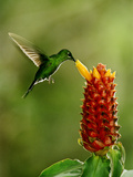 Green-Crowned Brilliant Hummingbird  Heliodoxa Jacula  Monteverde Cloud Forest Reserve  Costa Rica