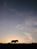 Takhi at Sunset  Equus Caballus Przewalskii  Hustain Nuruu National Park  Mongolia