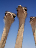 Ostriches  Struthio Camelus  South Africa