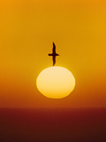 Laysan Albatross Flying Above Sun  Phoebastria Immutabilis  Hawaiian Leeward Islands