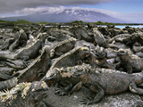 Marine Iguanas  Amblyrhynchus Cristatus  Fernandina Island  Galapagos Islands