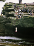 Rockhopper Penguins Jumping into Ocean  Eudyptes Chrysocome  Falkland Islands
