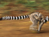 Ring-Tailed Lemur Running with Young  Lemur Catta  Berenty Reserve  Madagascar