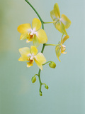 Orchid  Phalaenopsis Hybrid  Private Collection