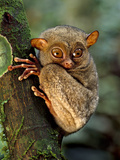 Western Tarsier  Tarsius Bancanus  Sabah  Borneo