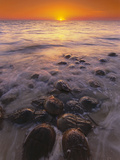 Horseshoe Crabs Spawning  Limulus Polyphemus  Delaware Bay  New Jersey