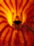 Orchid  Masdevallia Tigers Kiss  Native to Peru