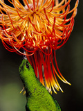 Malachite Sunbird  Nectarinia Famosa  Feeding on Protea Flower  Leucospermum Reflexum  South Africa