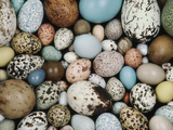 Bird Egg Collection  Western Foundation of Vertebrate Zoology  Los Angeles  California