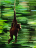 Bornean Orangutan Swinging on Vine  Pongo Pygmaeus  Sepilok Reserve  Sabah  Borneo