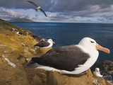 Black-Browed Albatrosses Nesting  Thalassarche Melanophrys  Saunders Island  Falkland Islands